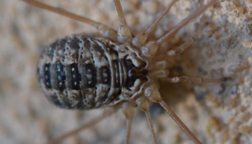 Réf. 295 147 : Leiobunum religiosum